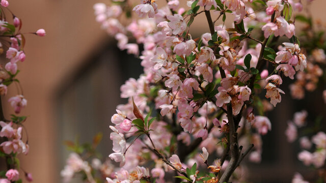 春芳海棠树