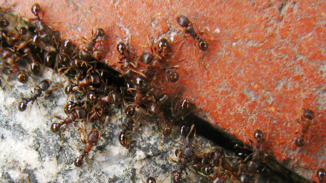 一群蚂蚁