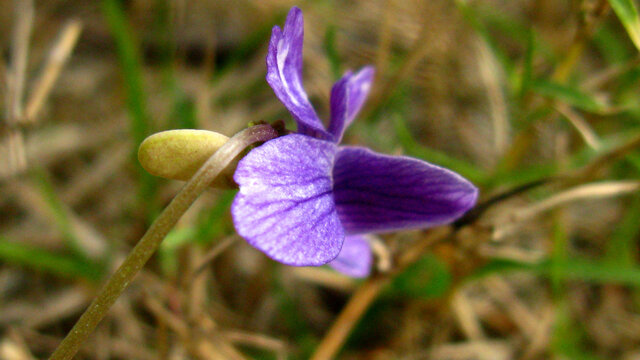 一朵紫花地丁