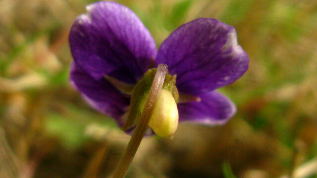 盛开的紫花地丁
