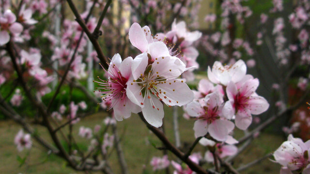 满树桃花描春天