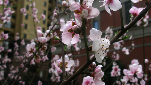三月桃花