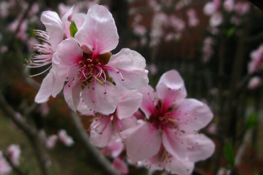 桃艳春芳