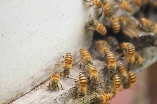 人工蜜蜂养殖
