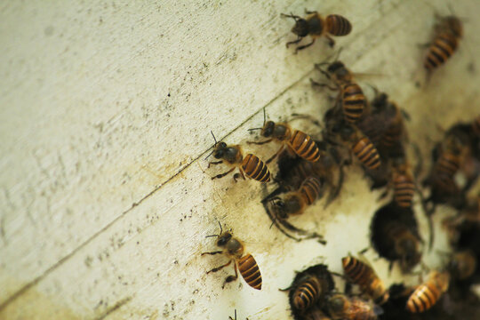 人工蜜蜂养殖