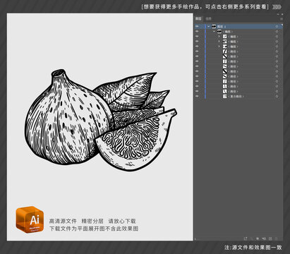 无花果线描