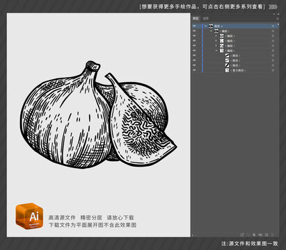 无花果插画