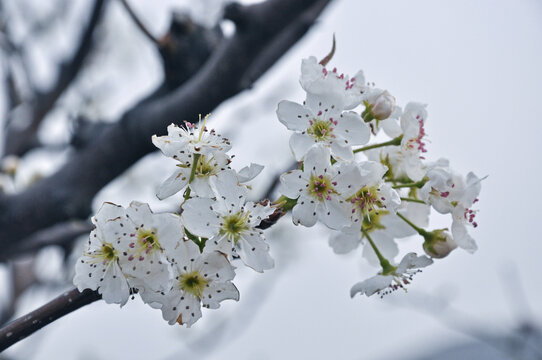 梨花盛开