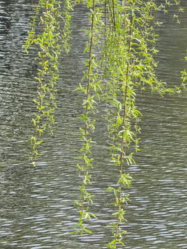 早春公园垂柳水波荡漾