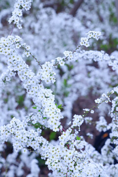 吹雪花