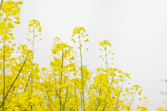 油菜花