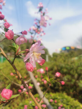 垂丝海棠