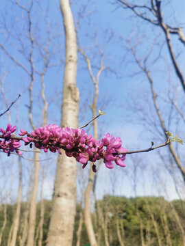 紫荆花