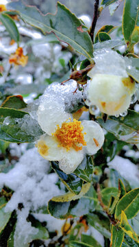 雪中山茶花