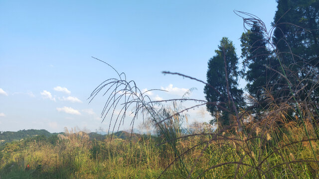 乡村风景