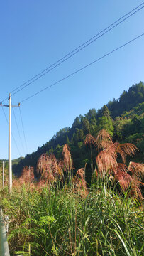 水泥路旁的风景