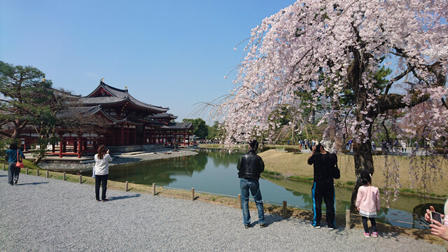 日本平等院樱花