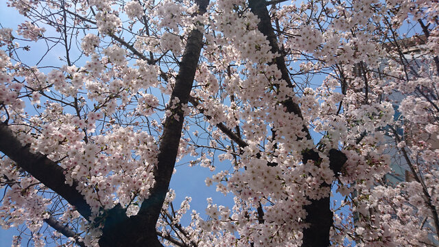 日本樱花