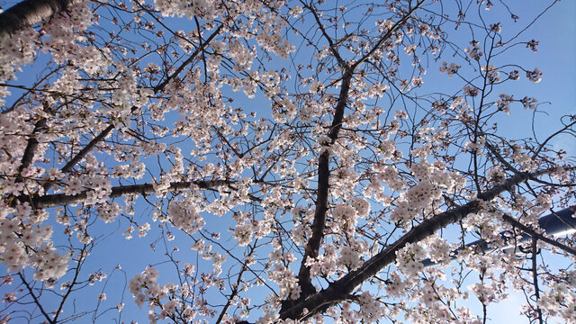 日本樱花