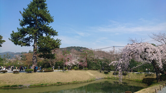 日本庭院樱花