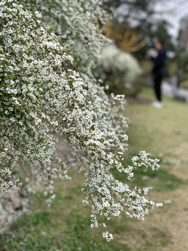 喷雪花