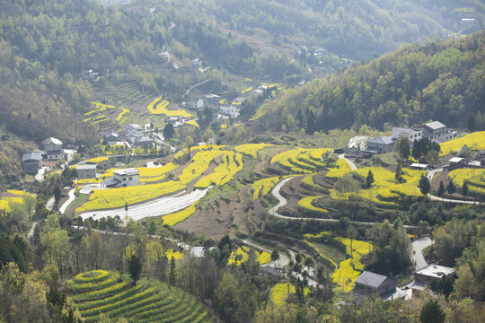 陕南油菜花