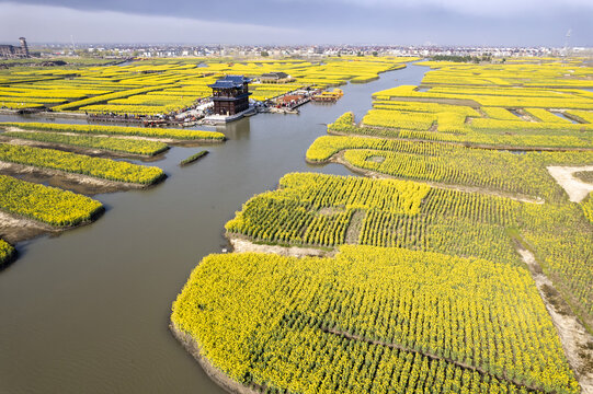 泰州兴化千垛油菜花