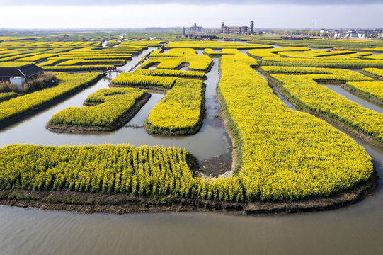 泰州兴化千垛油菜花高清大图