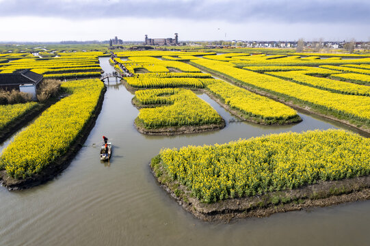 泰州兴化千垛油菜花高清大图