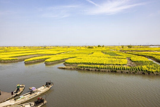 兴化千垛油菜花高清大图