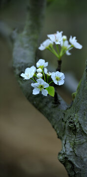 梨花梨树