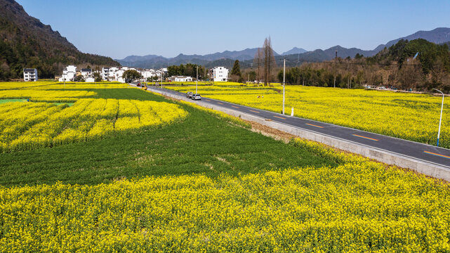 齐云山风景区南坑油菜花田