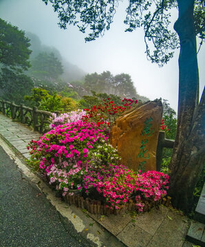 万花屏雾里看花