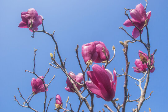 传统名花二乔玉兰