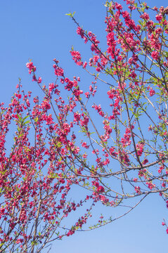 碧桃花枝