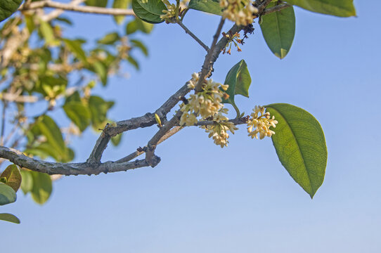 木樨花枝