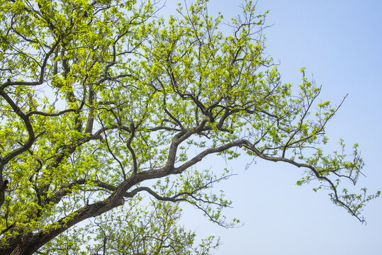 春天的绿树枝
