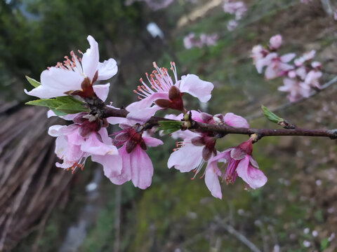 桃花特写