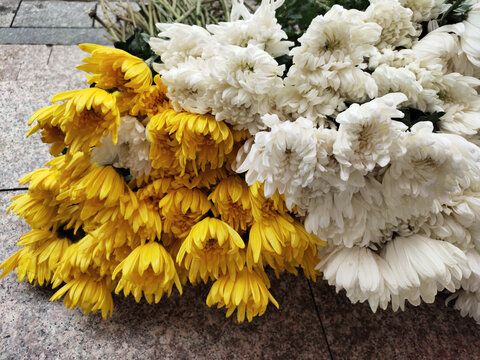 白菊花与黄色菊花