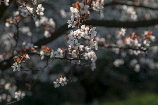 春之花