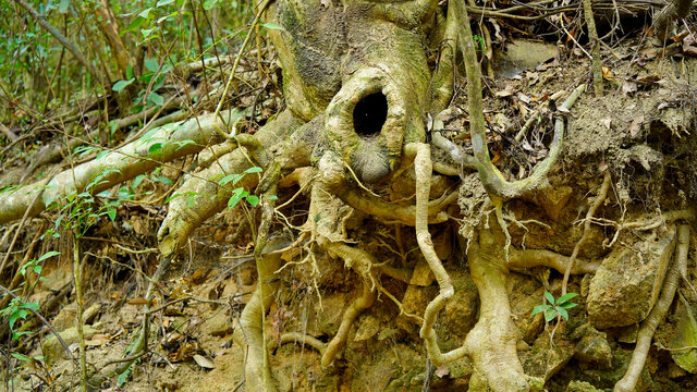 植物树根树洞1