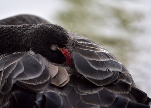 睡觉的黑天鹅