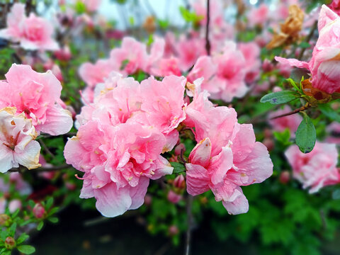 粉红观赏杜鹃花特写