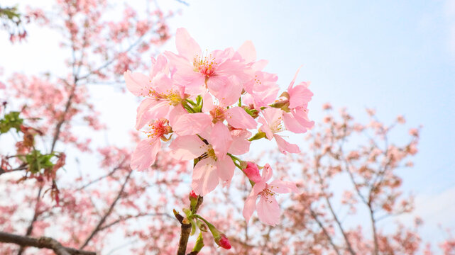 樱花特写