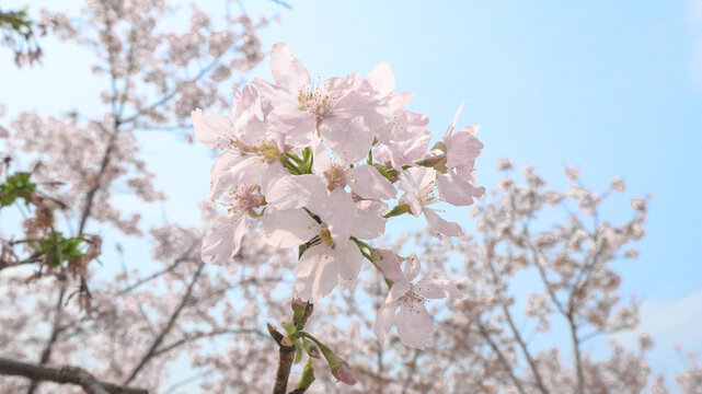 白色樱花特写