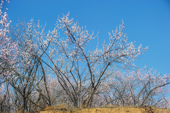 山桃花