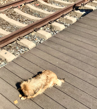 铁路边吃饼干的小狗
