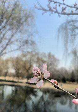 山桃花粉色