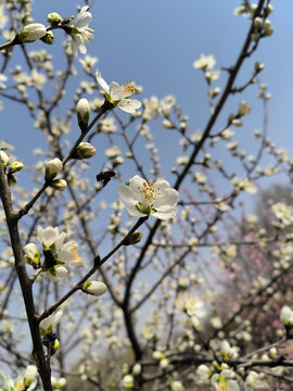 白山桃早春开花