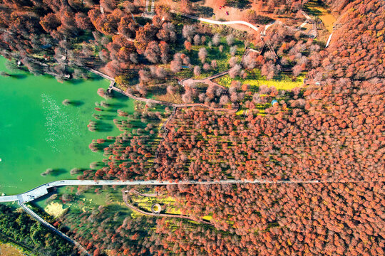 杭州临安青山湖秋天的水杉航拍